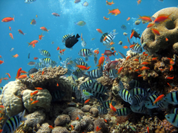 A healthy coral reef with many fish